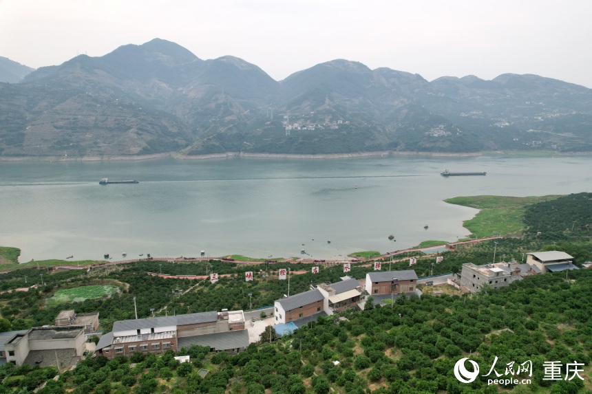 三沱村正以“三峽橙莊”建設為契機,描繪鄉村振興新圖景。人民網記者 劉政寧攝