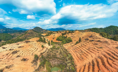 近年來，江西省撫州市南豐縣市山鎮竹源村因地制宜扶持當地農戶利用荒山坡地種植油茶，使油茶成為山區群眾致富奔小康的綠色產業。圖為竹源村油茶種植區。 謝 東攝（人民視覺）